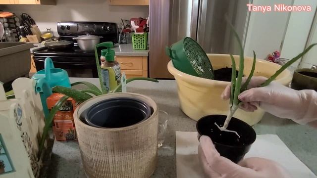 Пересадка Алоэ Вера и Алоэ Древовидный или Древесное (Столетник). Aloe Vera And Aloe Arborenscens.
