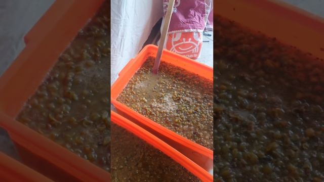 Начало сезона Виноделия. Шардоне и мускат Оттонель