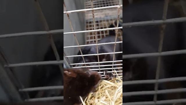 Friendly mink. Норка по имени Мышка. смотреть онлайн