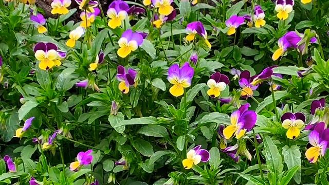 Viola Tricolor❤️