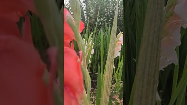 Борьба с трипс и паутинный клещ на стеблях и цветах гладиолуса. Часть 1 смотреть онлайн