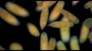 САМЫЕ НЕВЕРОЯТНЫЕ ЭКЗОПЛАНЕТЫ