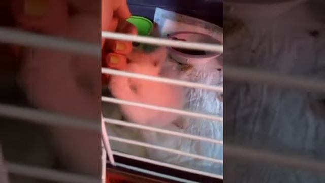 Голубоглазые "инопланетны" котята смотреть онлайн