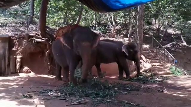 Elephants at Sahakari Spice Farm, Ponda, Goa #shorts смотреть онлайн