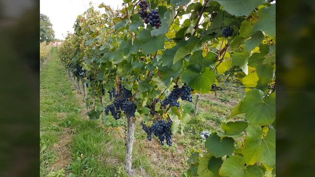Best vinyards black forest pics #vineyard #best #blackforest смотреть онлайн