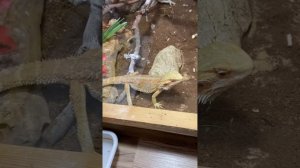 Бородатая агама против обычной уличной ящерицы