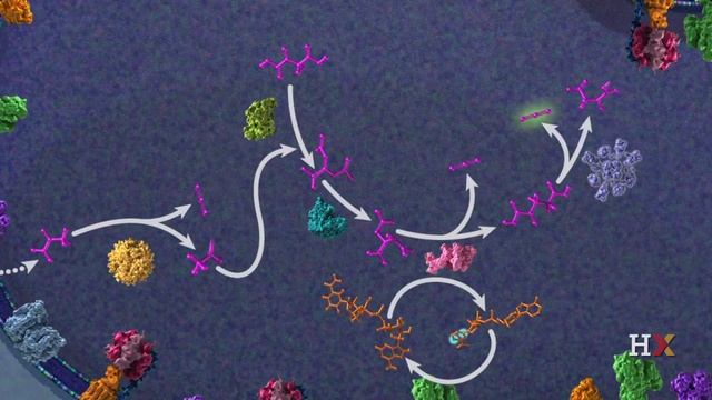 Overview of the citric acid cycle.mp4 смотреть онлайн