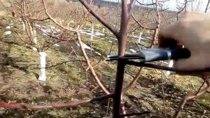 Весенняя обрезка деревьев. Как правильно обрезать яблоню