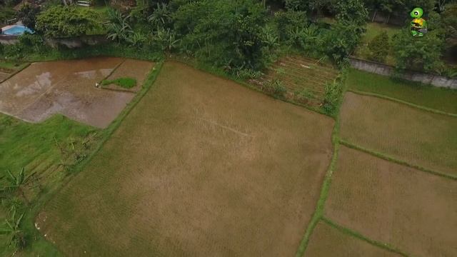 Rice Field Mapping, Bogor, West java смотреть онлайн