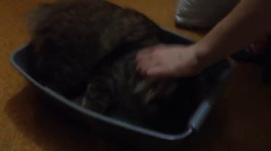 Кот лежит в лотке!