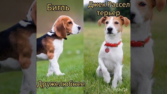 Бигль или Джек Рассел терьер? смотреть онлайн