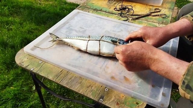 Как правильно обвязать скумбрию для копчения Горячим способом.