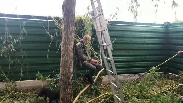 Французский бульдог Марсик тоже был маленьким... смотреть онлайн
