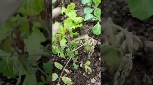 Замерзла рассада томатов! Можно ли её спасти?