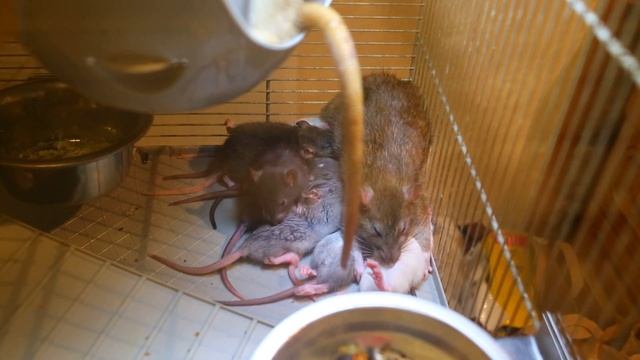 IMG 1591 Агуша и помет Цыплята. смотреть онлайн