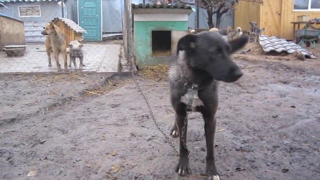 Индира. Красивая, общительная и добрая собака смотреть онлайн