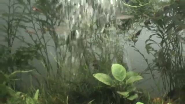 Родостомус и Расбора . Hemigrammus bleheri , rasbora heteromorpha смотреть онлайн