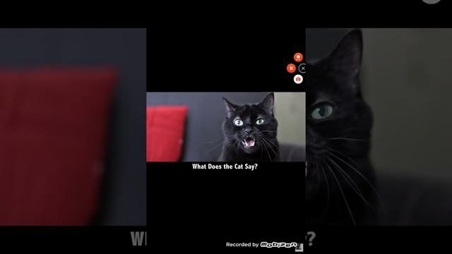 2-What Does The Cat Say ft. (Read desc смотреть онлайн