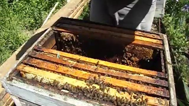 пчелы отводка сделанного от роевой семьи не выходят из роевого состояния - что делать смотреть онлайн