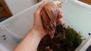 ВСЕ МОИ УЛИТКИ АХАТИНЫ И АРХАХАТИНЫ. УЛИТКИ ОТ ВИКТОРИИ САМАЯ ЧЁРНАЯ И САМАЯ БЕЛАЯ МОЯ УЛИТКА