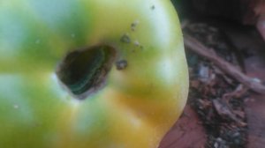 Гусеница 1 сезон 10 серия VID_20240902_170749.mp4