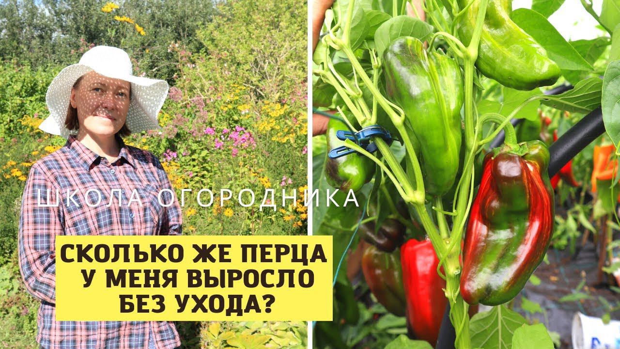 Осталась без перца? Не была на даче два месяца! Обзор перца по сортам смотреть онлайн