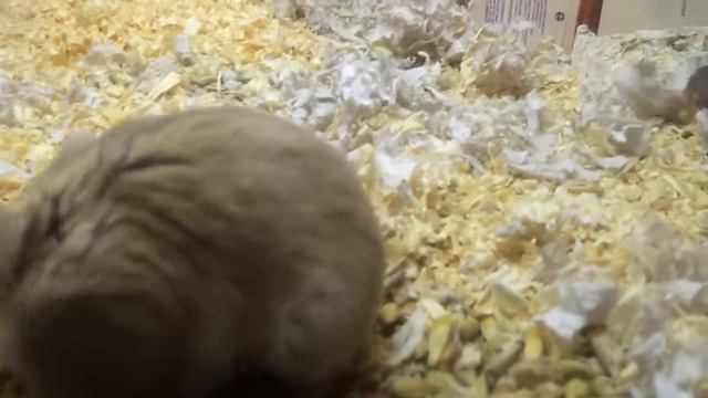 Хомячки. Детеныш с мамой смотреть онлайн