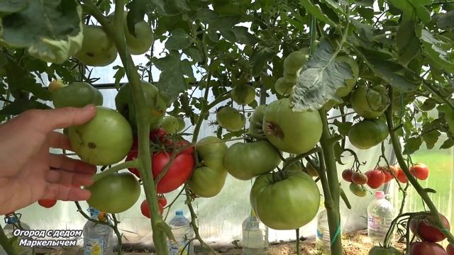 ТОМАТ ЗАРЕВО. Описание, вкус, достоинства и недостатки.