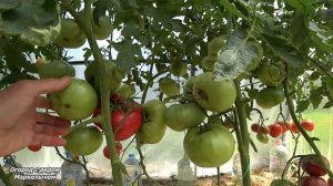 ТОМАТ ЗАРЕВО. Описание, вкус, достоинства и недостатки.