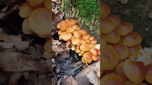 Фламмулина бархатистоножковая - ценный вкусный зимний гриб. Короткий обзор во время тихой охоты смотреть онлайн