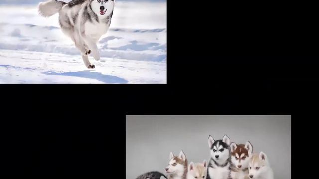 вот такая порода хаски хаски