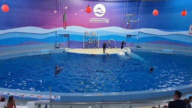 Сочи. Большой Сочинский дельфинарий. смотреть онлайн