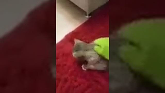 Как почистить кошку от шерсти. Гринвей отзывы. смотреть онлайн