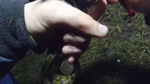 Где искать крупного налима?Налим на рыбную нарезку. Пробуем новые места.