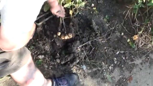 "Pessimism is dumb! Git up everybody and find something you can do!" смотреть онлайн