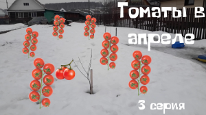 Как посеять томаты в теплицу в апреле - 3 серия