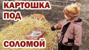 Посадка картофеля под солому. Огород весной. Картошка под соломку - легко даже с ребёнком!))