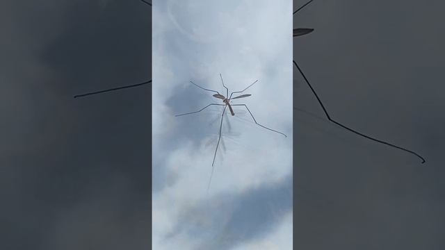 Дикая Природа в 360 Градусов