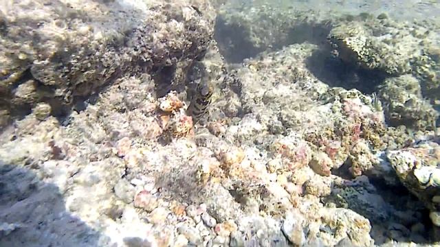Мурена в красном море смотреть онлайн