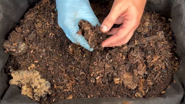 How I Harvest My Worm Bin Every 10 Days & Big Lesson Learned | Vermicompost Worm Farm смотреть онлайн