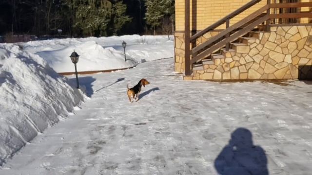 Артезиано-нормандский бассет Босолей смотреть онлайн