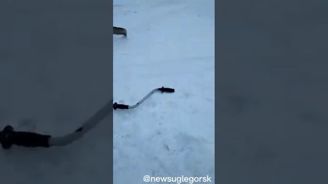 Чёрная лиса выпросила рыбу у сахалинца смотреть онлайн