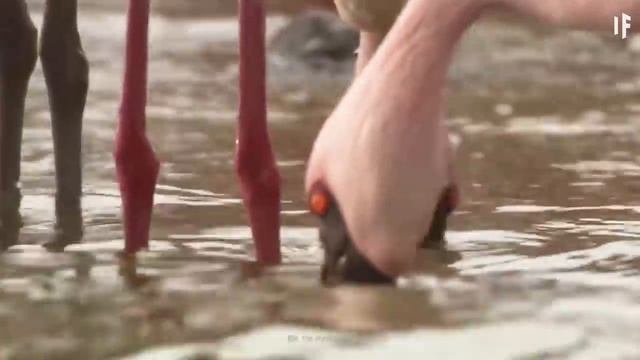 What If You Jumped Into Lake Natron? смотреть онлайн