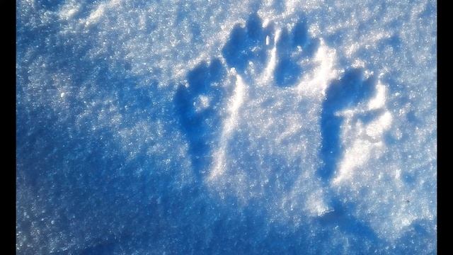 Я Аким Первый снег Утром кот принёс на лапах #стихидлядетей #стихиозиме #поэты20века смотреть онлайн