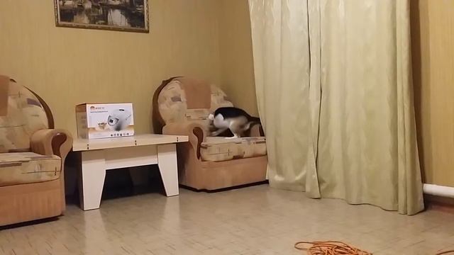 Бигль Кид смотреть онлайн
