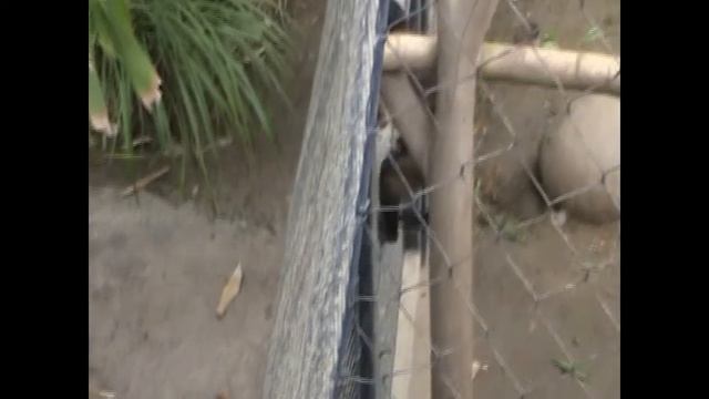 Monkey Slaps Board смотреть онлайн