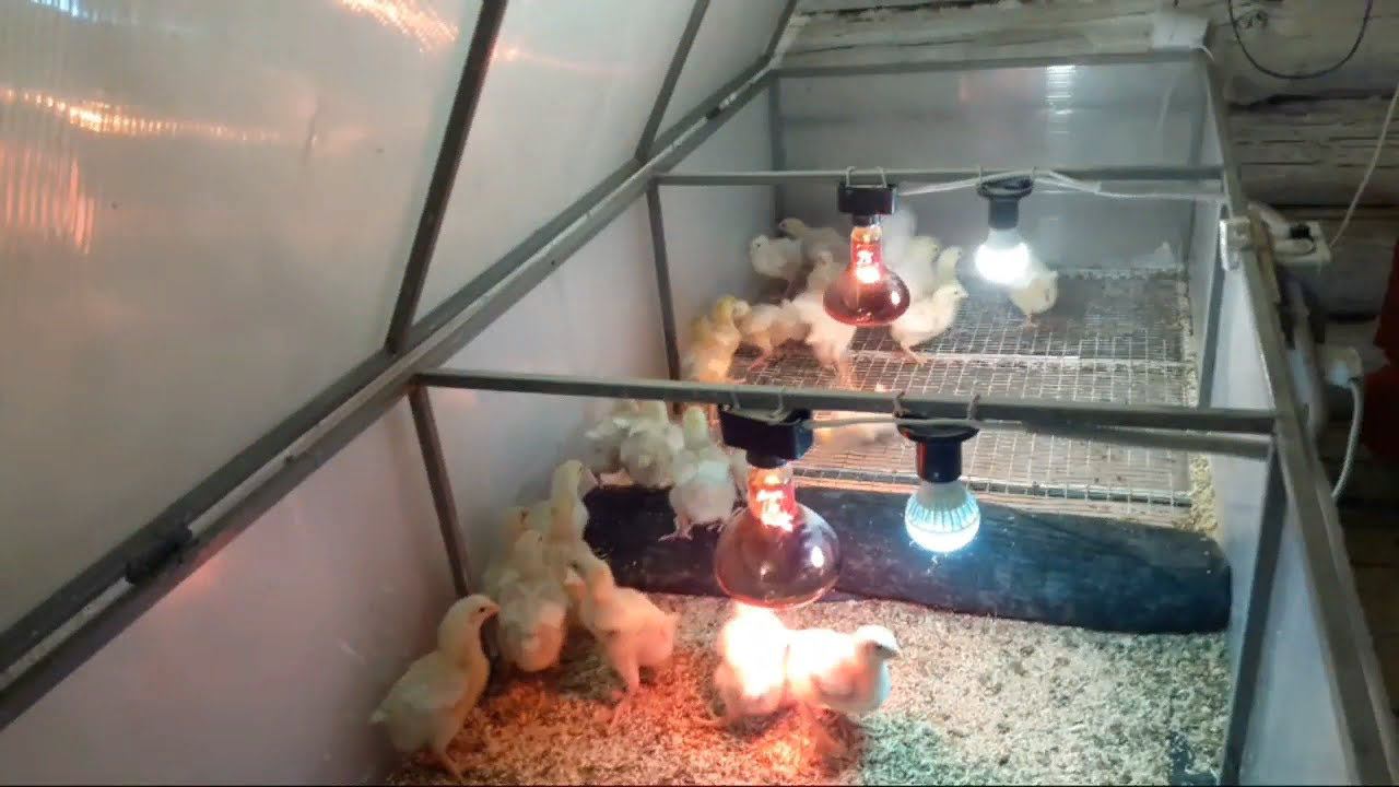 Цыплята Kobb 500 Пересадка на сетку Вечерний эфир смотреть онлайн