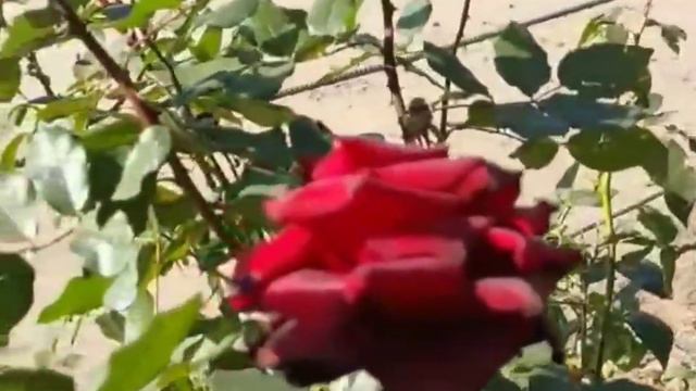 Середня група. Тема: "Осінні квіти". смотреть онлайн