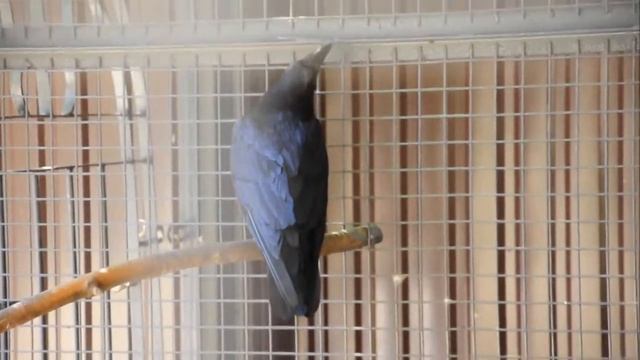 Ворон играет с палочкой:)/ Raven playing with a stick:) смотреть онлайн