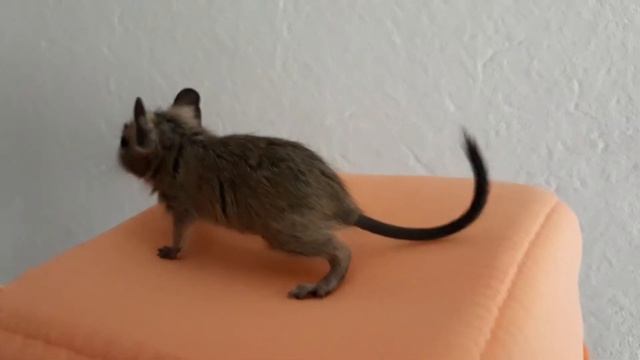 Дегу. Помет А. Familie-degu Аська, самка смотреть онлайн